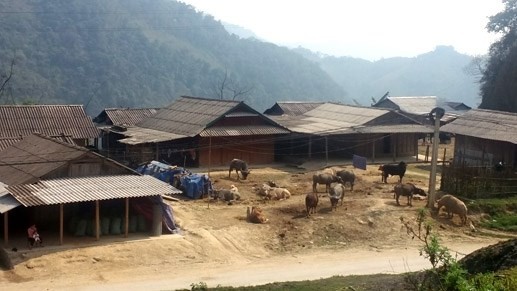 Tăng cường kiểm soát vận chuyển trâu, bò qua biên giới Lào, Campuchia