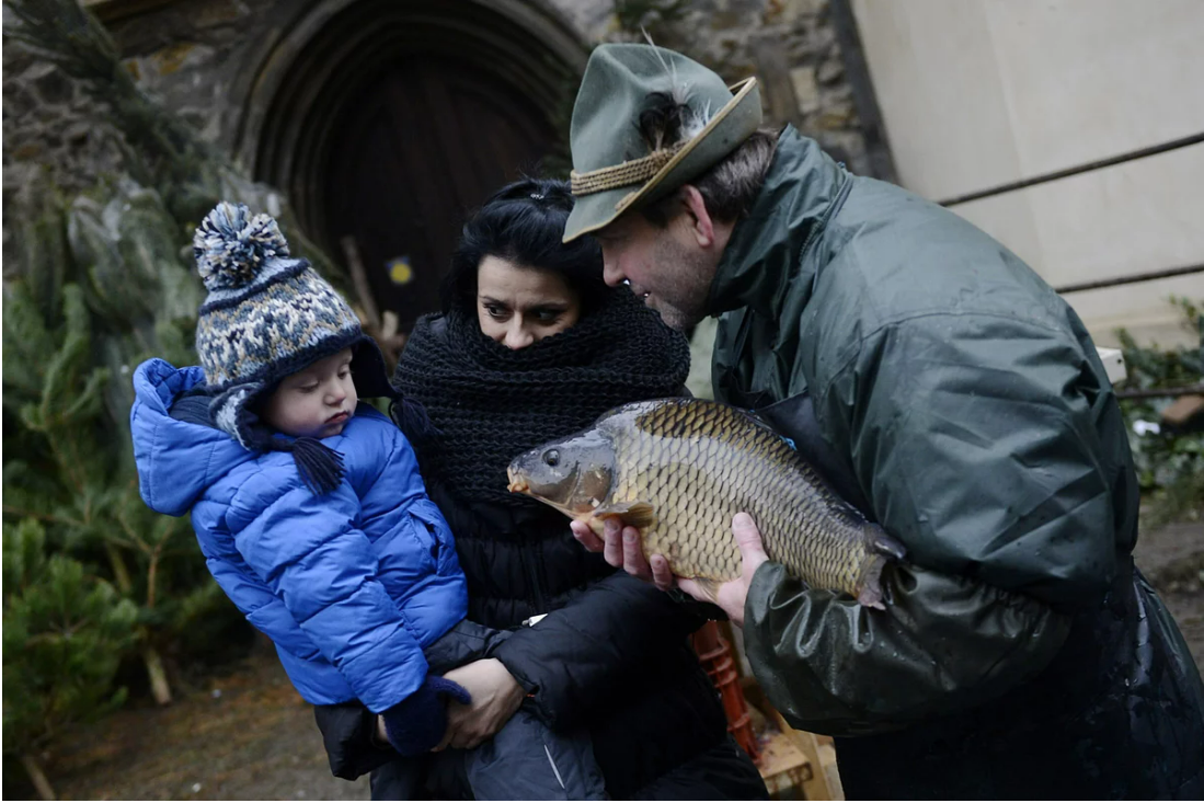 Phong tục thả cá chép vào bồn tắm dịp Giáng sinh ở Ba Lan