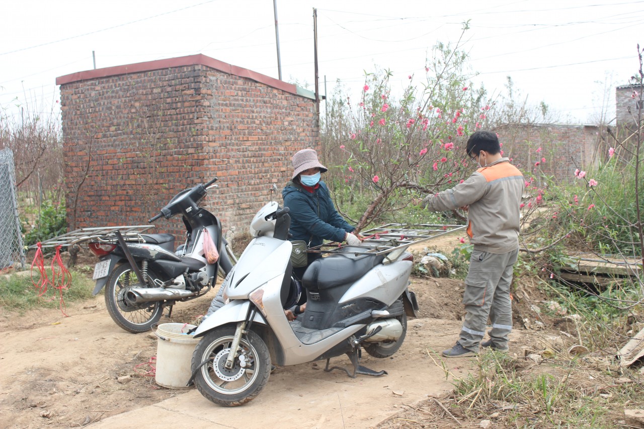 Đào tết rộ lên những ngày cuối năm