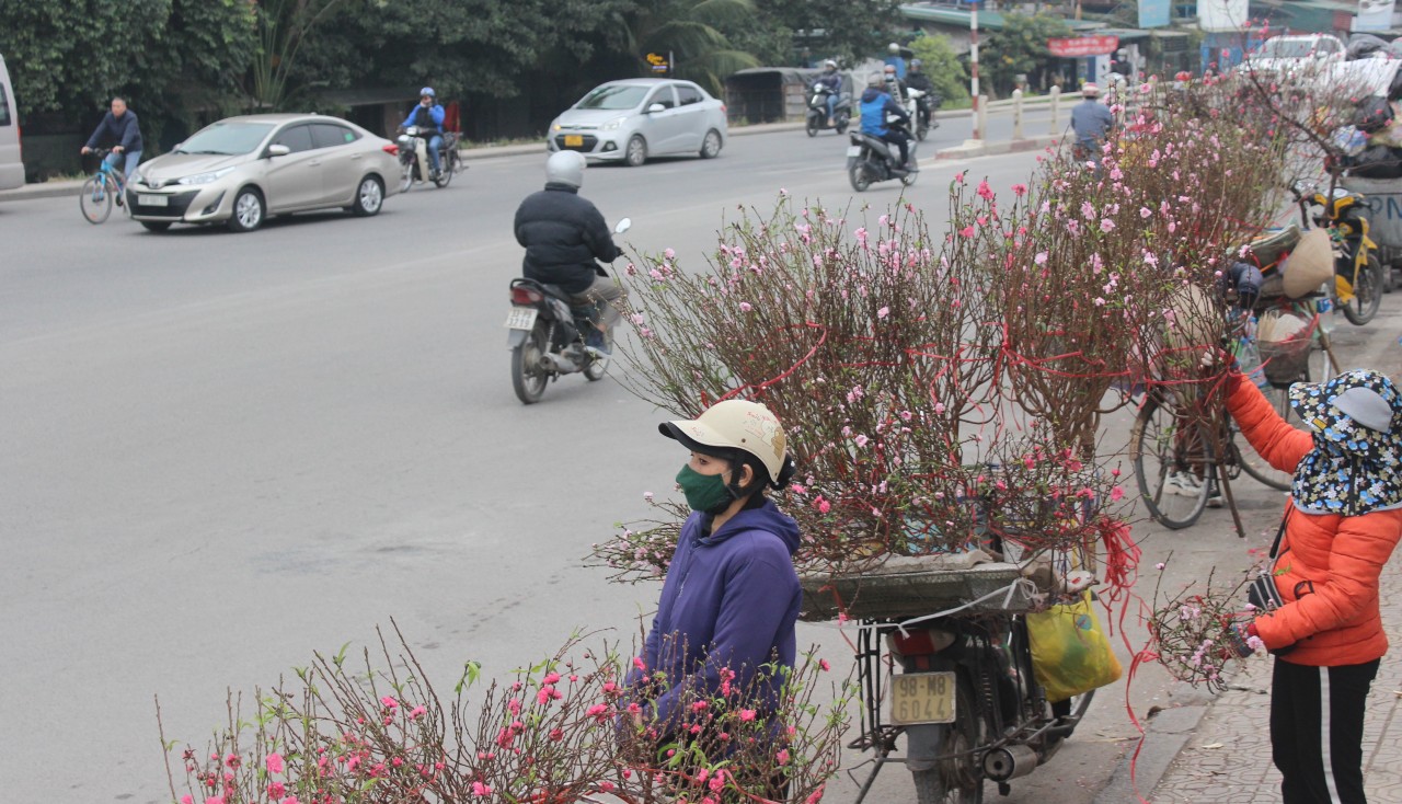 Đào tết rộ lên những ngày cuối năm