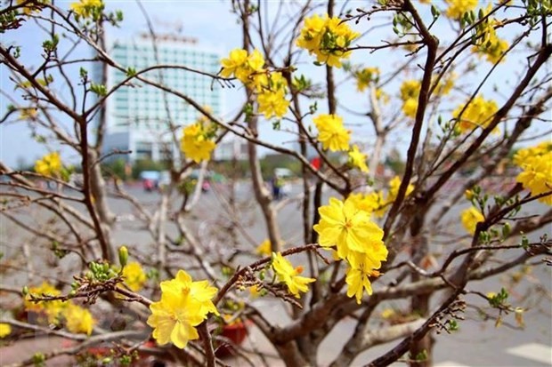 Hoa mai vàng - nét đặc trưng của mùa Xuân phương Nam | Văn hóa | Vietnam+ (VietnamPlus)