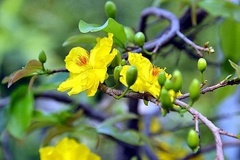 Hoa mai vàng - nét đặc trưng của mùa Xuân phương Nam