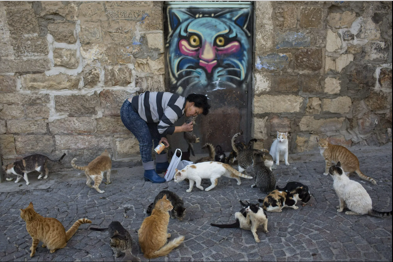 Mèo hoang xuất hiện khắp nơi ở Israel (Ảnh: 