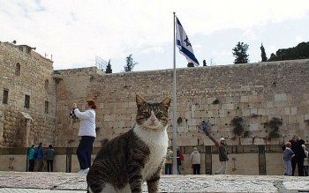 Israel - Vương quốc của mèo