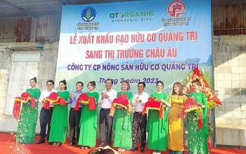 Gạo hữu cơ Quảng Trị sang thị trường châu Âu