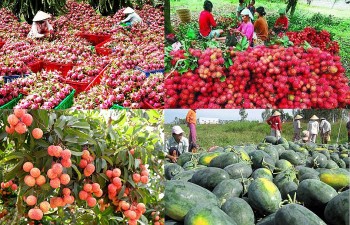 Nỗ lực đưa thêm nhiều loại trái cây Việt Nam xuất khẩu chính ngạch sang thị trường Trung Quốc