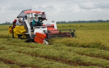 "Ngóng" tín dụng mùa cao điểm thu hoạch lúa gạo Đông Xuân