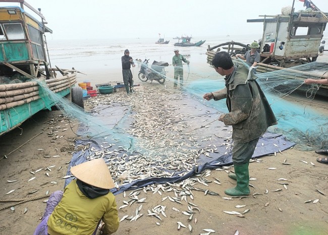 Ngư dân trúng "lộc biển", thu tiền triệu mỗi ngày