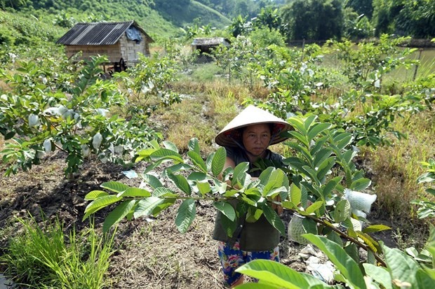 Chìa khóa thành công trong chương trình giảm nghèo của Việt Nam | Xã hội | Vietnam+ (VietnamPlus)