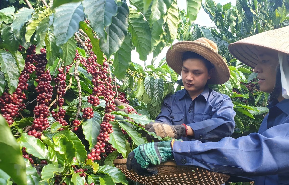 Cuối năm 2022, cà phê Việt Nam chiếm hơn 20% thị phần tại Itay (Ảnh minh họa).