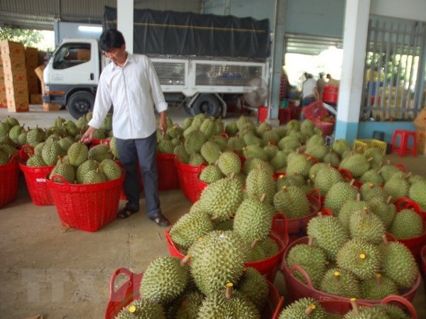 Sầu riêng mang kỳ vọng đột phá về xuất khẩu trái cây Việt Nam | Kinh doanh | Vietnam+ (VietnamPlus)