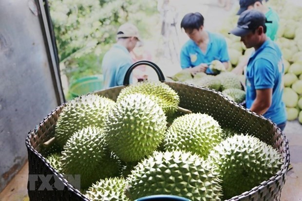 Sầu riêng mang kỳ vọng đột phá về xuất khẩu trái cây Việt Nam | Kinh doanh | Vietnam+ (VietnamPlus)