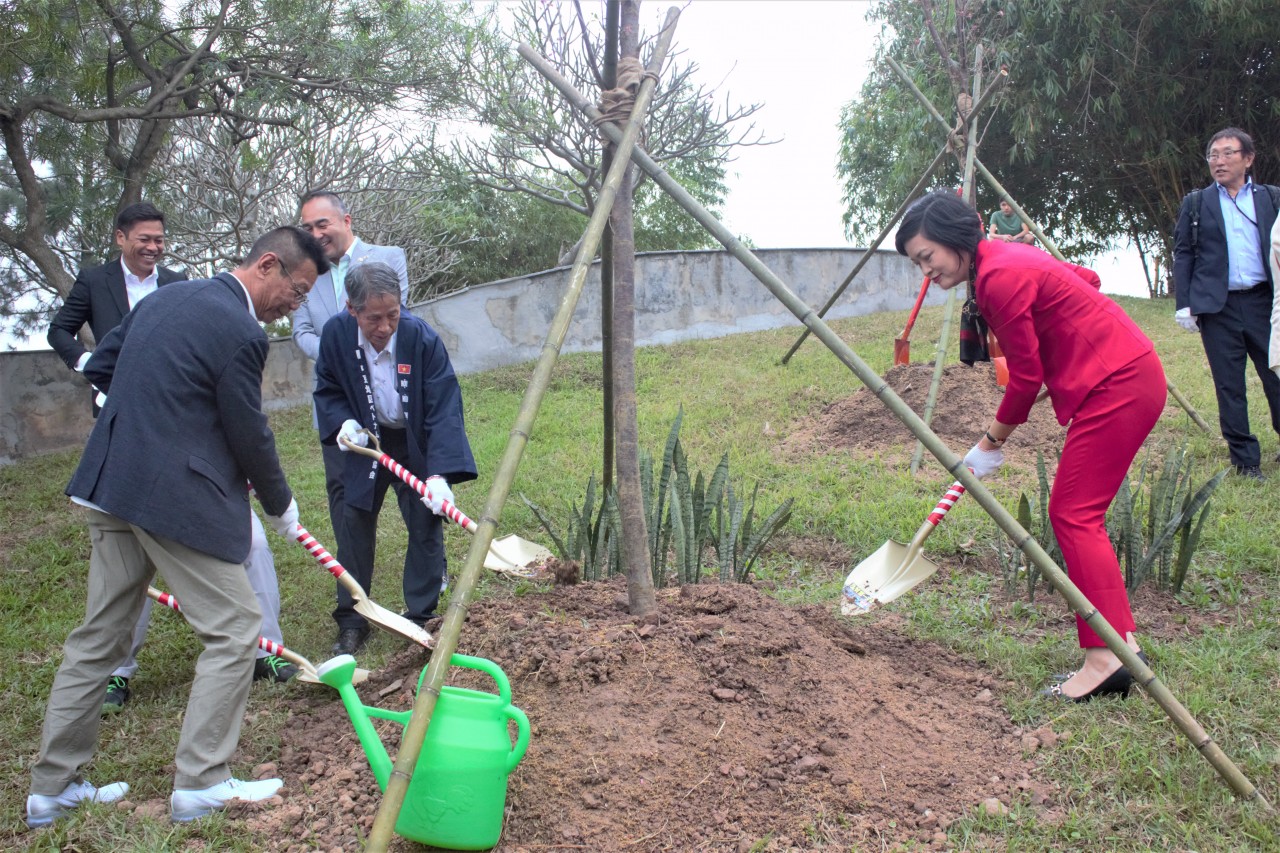 Hà Nội: Tiếp nhận 110 cây hoa anh đào từ vùng Chukyo (Nhật Bản)