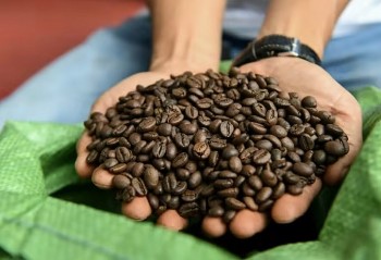 afp phan anh ve tam huyet cua nguoi nong dan viet nam voi ca phe robusta