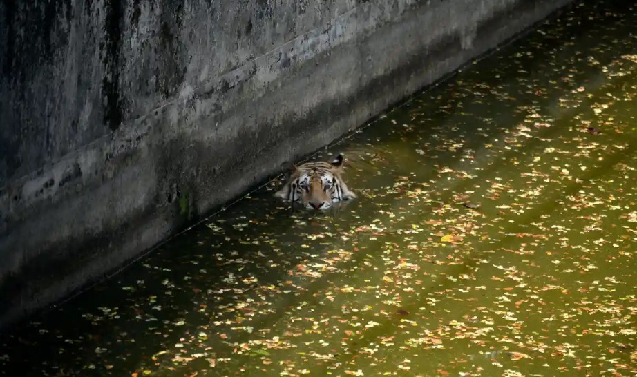 Một con hổ Bengal Hoàng gia bơi trong một đợt nắng nóng tại vườn thú quốc gia Bangladesh ở Dhaka. Ảnh: Syed Mahamudur Rahman/NurPhoto/Shutterstock