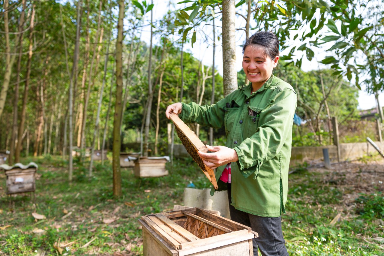 Mô hình sinh kế nuôi ong lấy mật được triển khai thành công do ActionAid, AFV cùng các nhà tài trợ, đối tác hỗ trợ.
