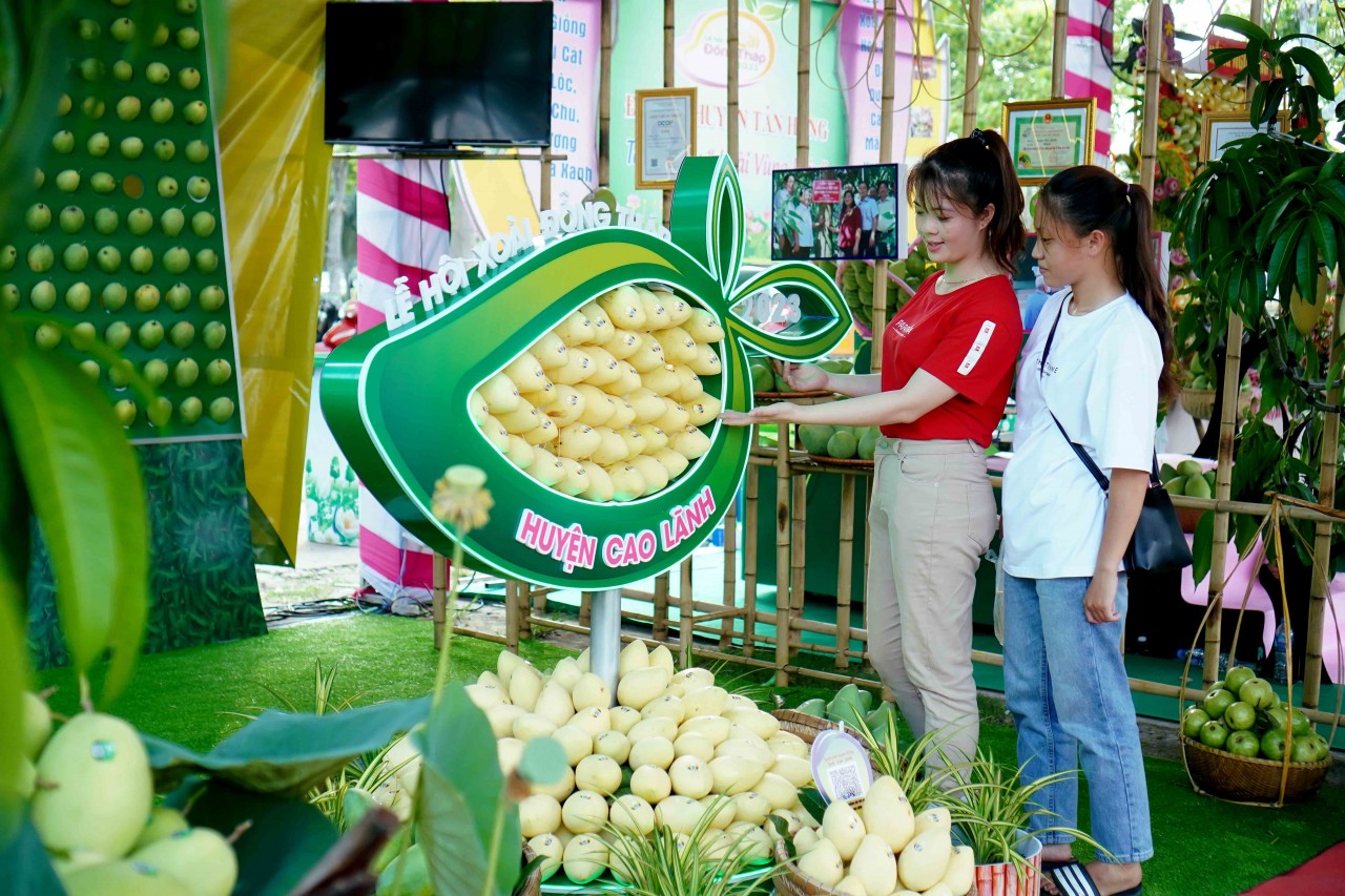 Người trồng xoài Đồng Tháp sẽ được hỗ trợ kết nối thị trường, nâng cao kỹ năng bán hàng