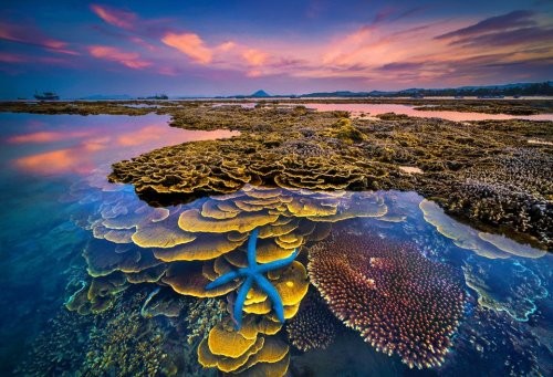 Vườn Quốc gia Côn Đảo được công nhận là Vườn Di sản ASEAN