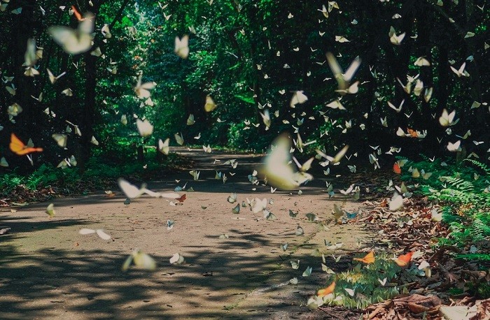 Mùa bướm nở tại Vườn Quốc gia Cúc Phương