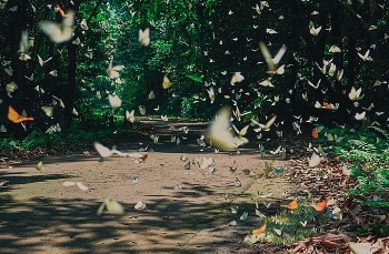 Mùa bướm nở tại Vườn Quốc gia Cúc Phương