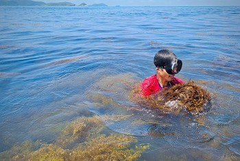 Ngư dân có thêm thu nhập từ khai thác rong mơ, tôm tít