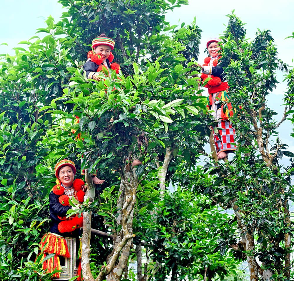 Chè Suối Giàng đặc sản Yên Bái