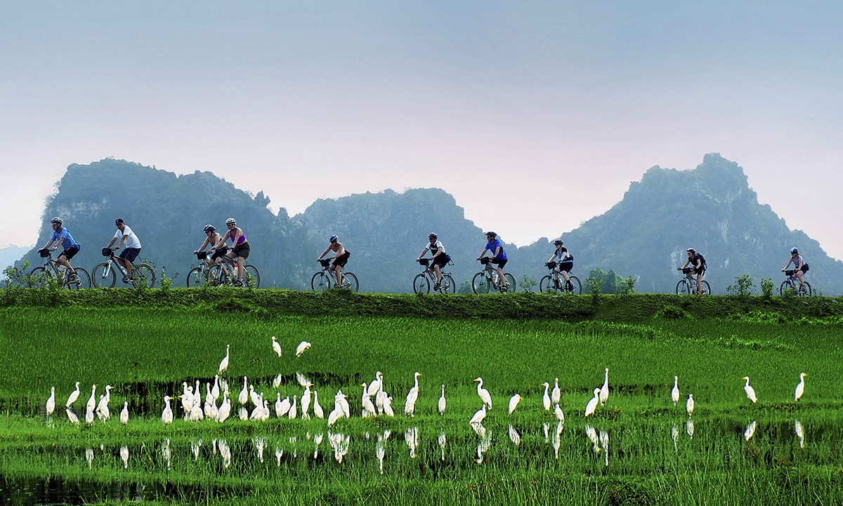 Khách quốc tế đạp xe dọc theo cánh đồng lúa ở Ninh Bình.