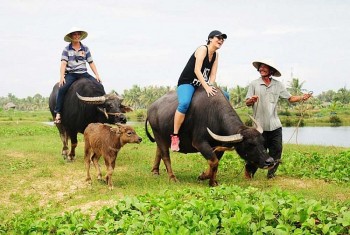 Kích cầu nội địa bằng mô hình du lịch nông nghiệp