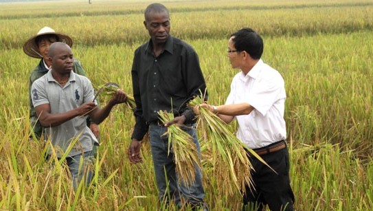 Việt Nam tận dụng Hiệp định AfCFTA để mở rộng hợp tác nông nghiệp, y tế... với châu Phi