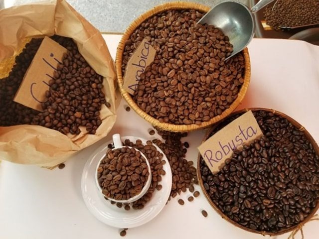 Giá cao tăng cao là yếu tố chính kéo nông dân quay lại cây cà phê, Vicofa lo vướng EUDR
