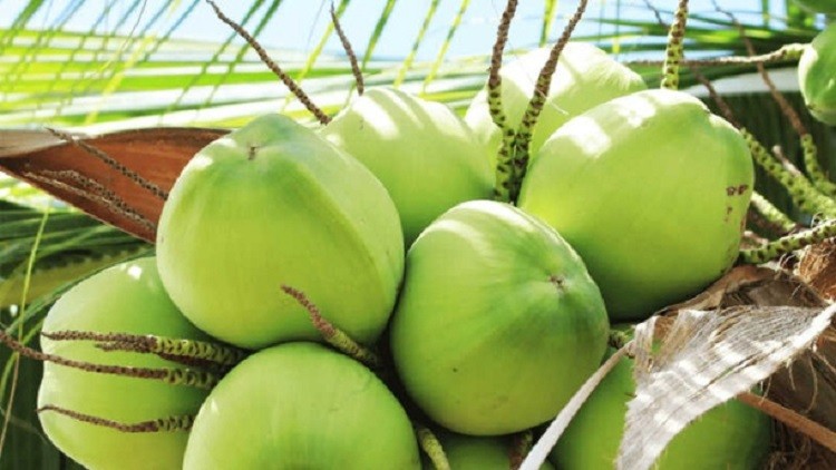 Ngành dừa sẽ vượt mốc xuất khẩu vượt 1 tỷ USD vào năm sau nữa