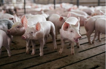 Ngành chăn nuôi lợn tại Mỹ dưới ảnh hưởng của căng thẳng Mỹ - Trung Quốc