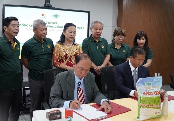 Hiệp định EVFTA giúp doanh nghiệp Việt Nam tăng xuất khẩu gạo thơm sang thị trường EU