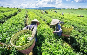 Nhiều cơ hội hợp tác nông nghiệp, thủ công mỹ nghệ, du lịch giữa Việt Nam và Đông Bắc Ấn Độ