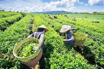 Nhiều cơ hội hợp tác nông nghiệp, thủ công mỹ nghệ, du lịch giữa Việt Nam và Đông Bắc Ấn Độ