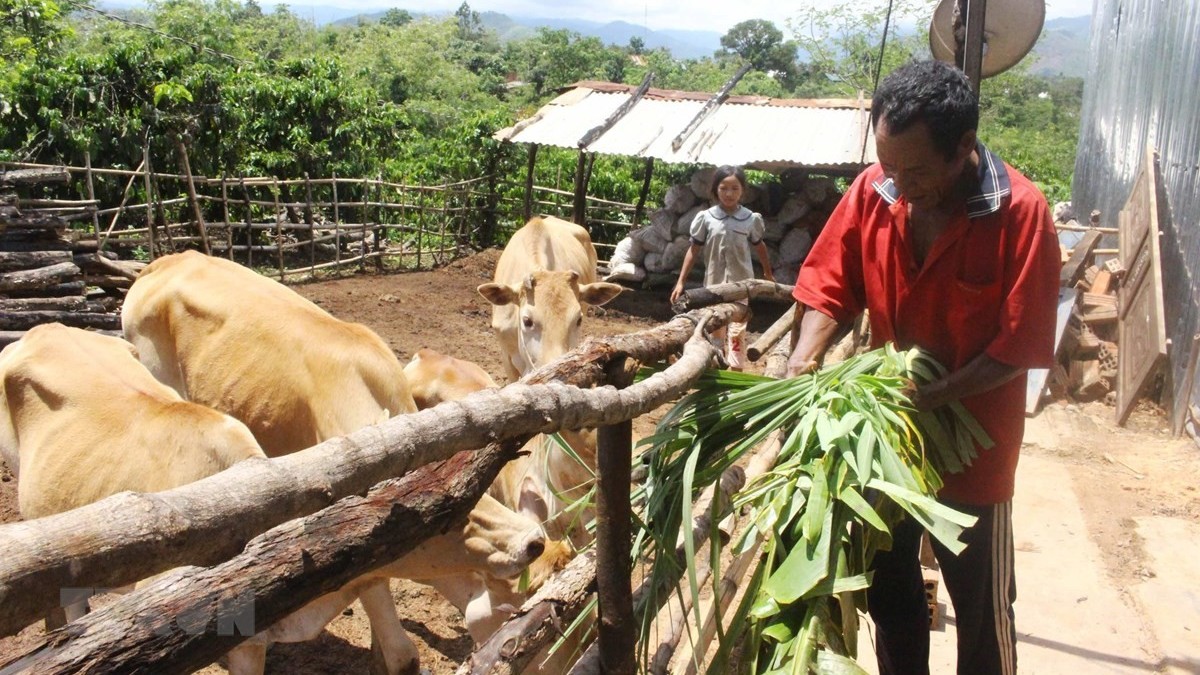 Tăng mức cho vay và giảm lãi suất đối với hộ gia đình ở vùng khó khăn