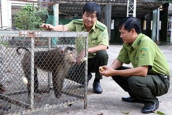 viet nam va lao phoi hop bao ve rung kiem soat san bat dong vat hoang da