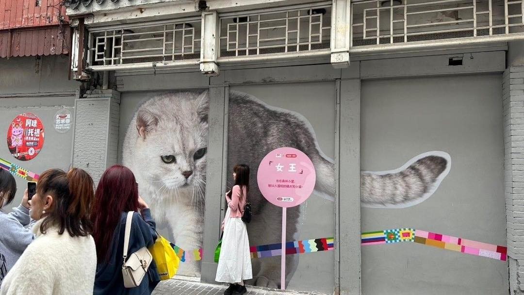 Độc đáo con đường Mèo tại Thượng Hải
