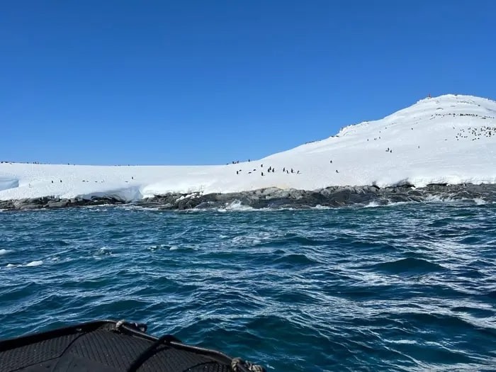 Chim cánh cụt ở Nam Cực. (Ảnh: Taylor Rains/Insider)