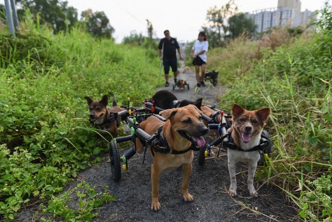 Cặp vợ chồng Việt - Colombia làm xe lăn cho chó mèo khuyết tật