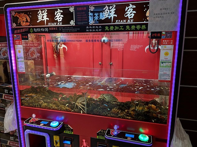 Một máy gắp có tôm hùm và cua sống bên trong làm giải thưởng đã từng tồn tại ở Trung Quốc. Nguồn: Daily Mail