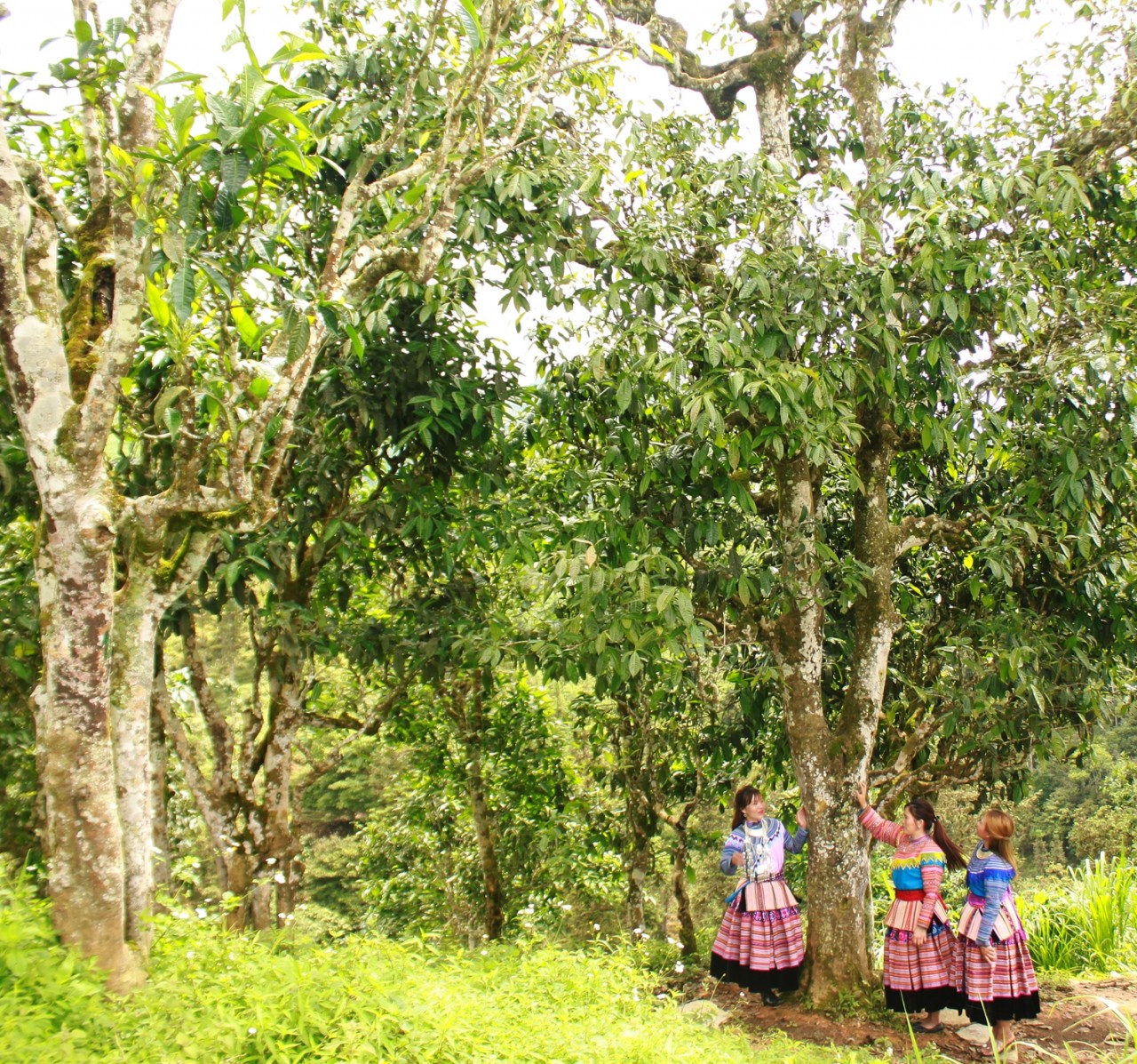 Lào Cai: 105 cây chè Shan tuyết cổ thụ được công nhận là di sản Việt Nam