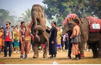 Độc đáo màn diễu hành voi tại lễ hội BounChang Lào
