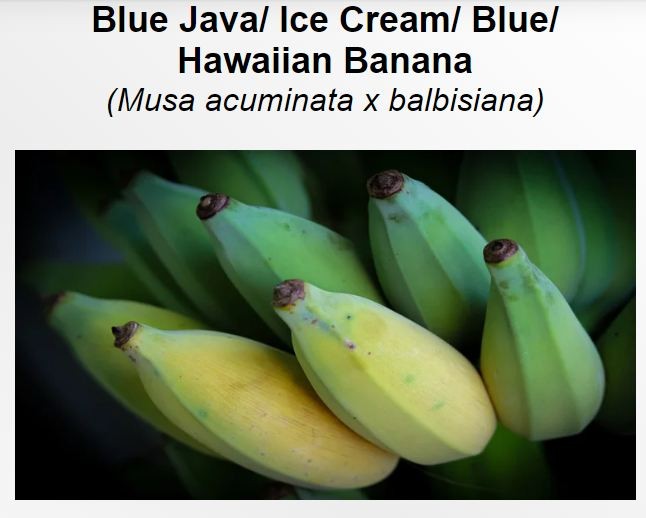 Trước khi chín hoàn toàn, chuối Blue Java có màu xanh lam nhạt, nhưng khi trưởng thành, chúng có xu hướng chuyển sang màu vàng. Ảnh: 8billiontrees.com