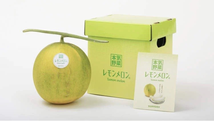 Nông dân Nhật Bản tạo ra giống dưa vàng lai chanh