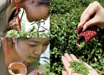 Độc lạ cách thức hái và chế biến trà Trinh nữ của Trung Quốc