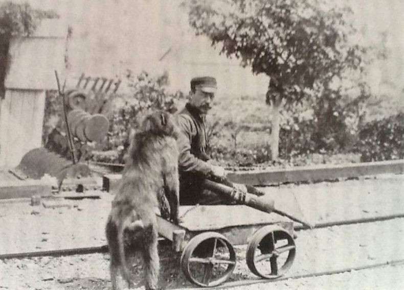 Cảm động tình bạn giữa nhân viên đường sắt và chú khỉ đầu chó trợ lý