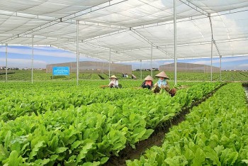 Kinh doanh rau hữu cơ ở Việt Nam: Khi nào thôi bế tắc?