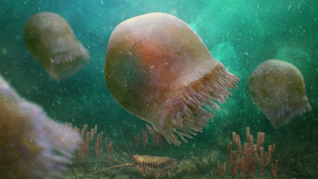 Hóa thạch đáng chú ý tiết lộ loài sứa sống cách đây 505 triệu năm