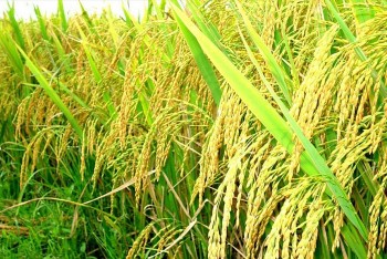 Những nước chịu ảnh hưởng mạnh nhất từ quy định cấm xuất gạo của Ấn Độ